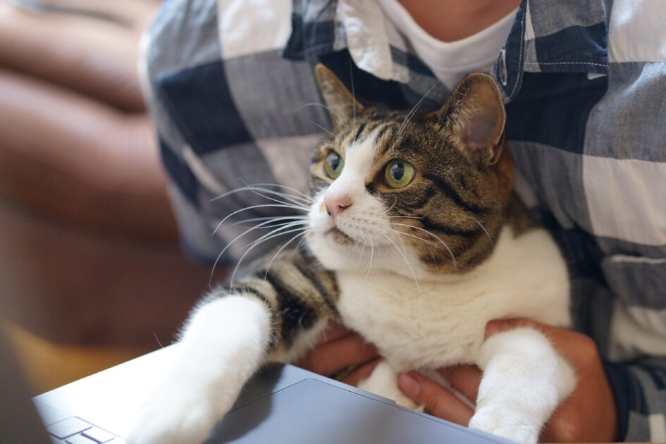 人物と猫